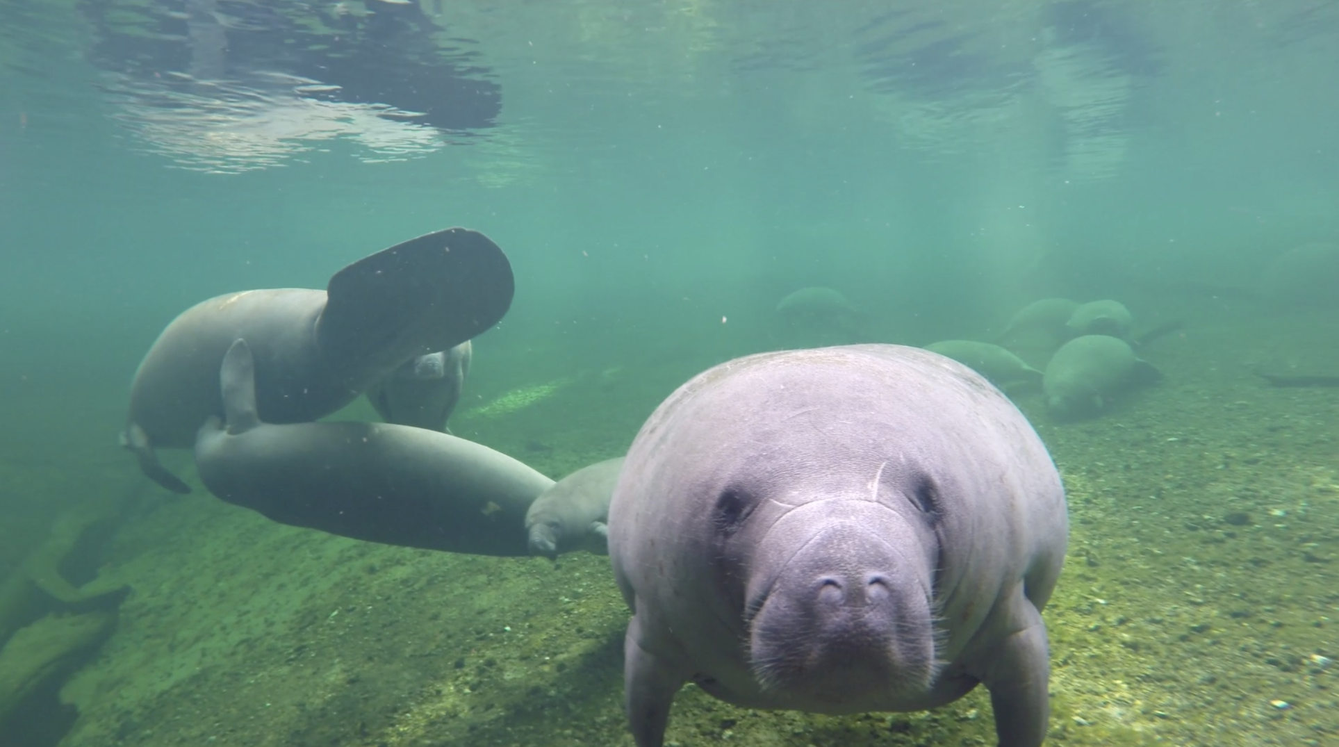 Florida Manatees are dying at a higher rate than previous years